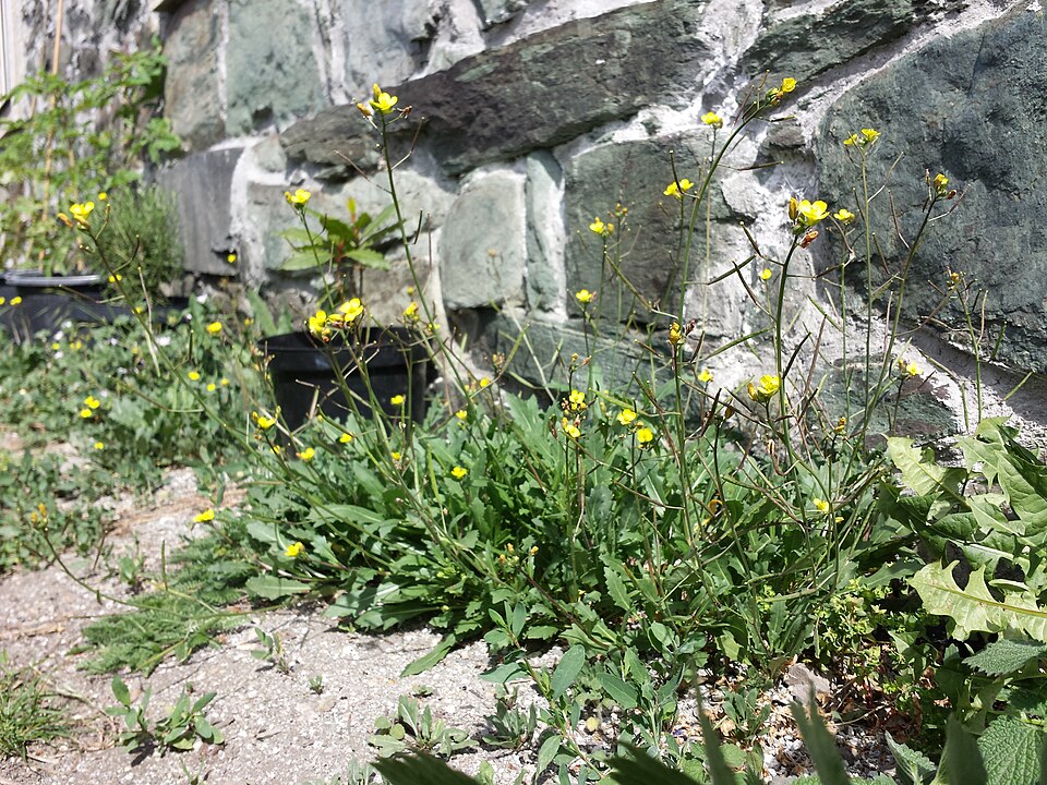 Diplotaxis muralis (annual wall-rocket)