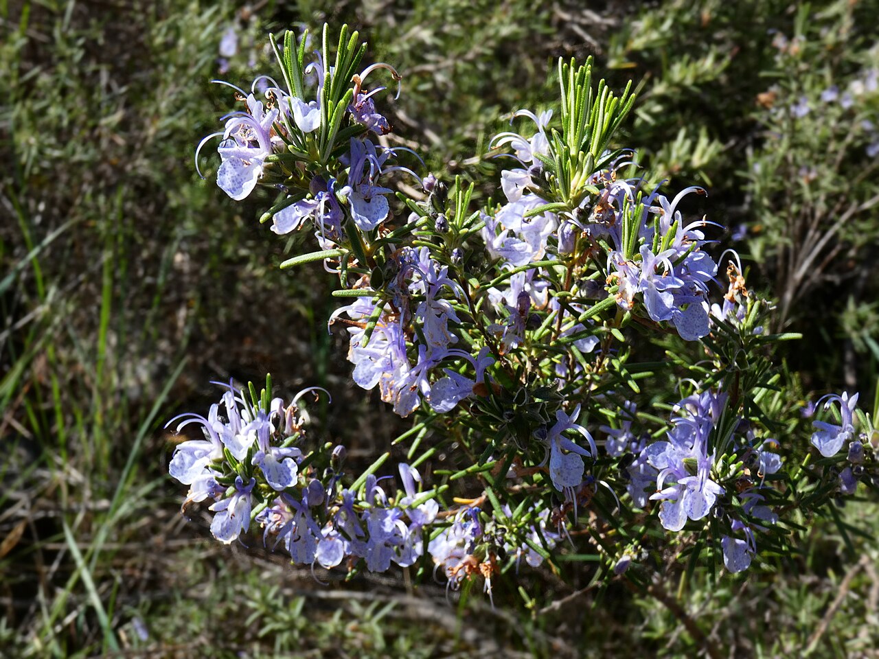Salvia rosmarinus (rosemary)