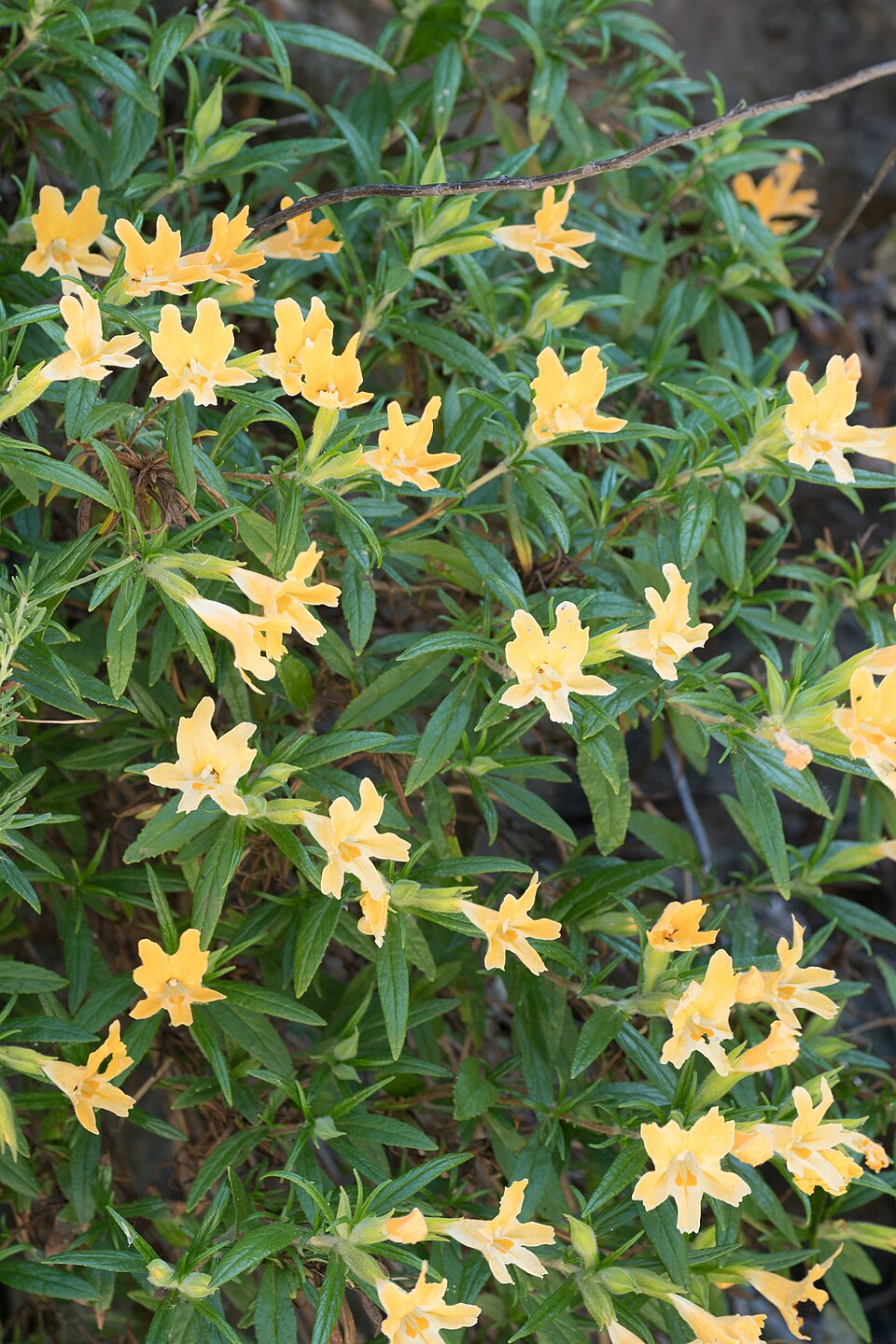Diplacus longiflorus (southern bush monkeyflower)