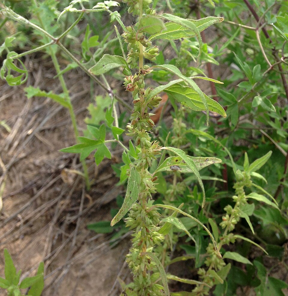 Parietaria pensylvanica (Pennsylvania pellitory) (alternate view 7)