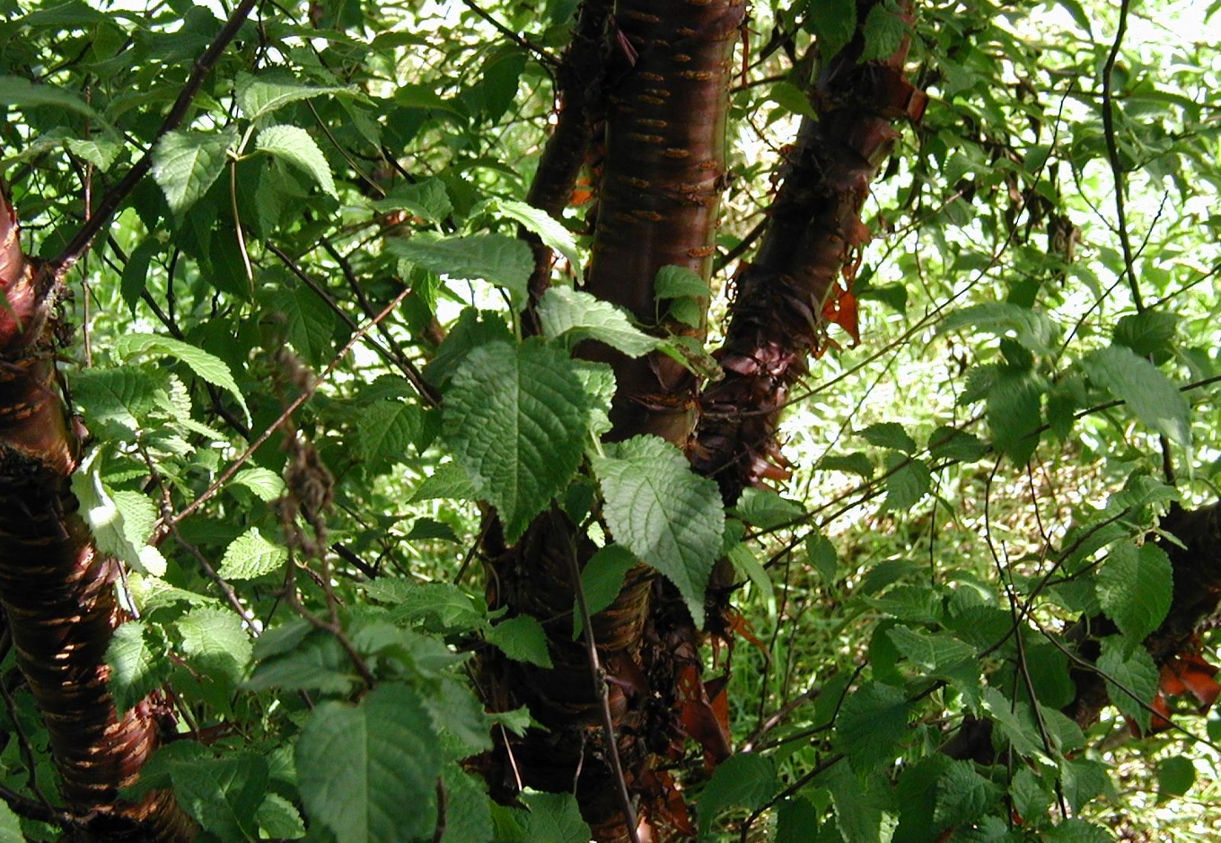 Prunus serrula, Tibetan cherry — spreading deciduous (Rosaceae) (image 1 of 10)