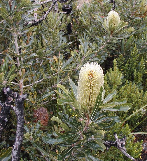 Banksia aemula (Wallum banksia)