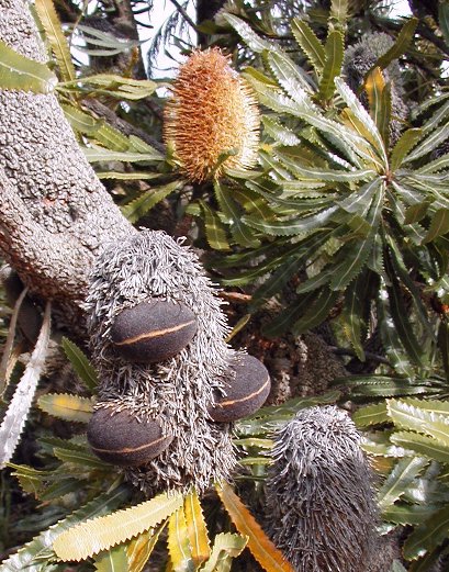 Banksia aemula (Wallum banksia) (alternate view 2)
