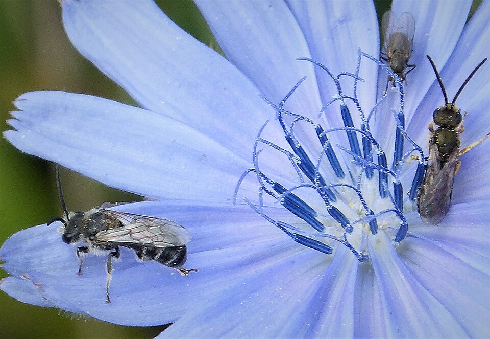 Cichorium (chicories and endives) (alternate view 6)