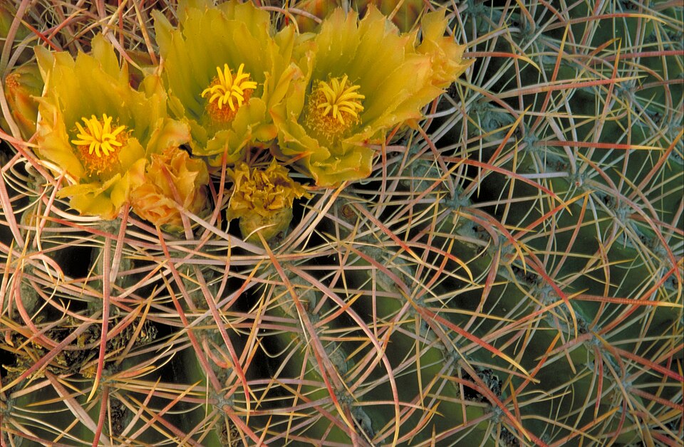 Ferocactus cylindraceus (California Barrel Cactus)