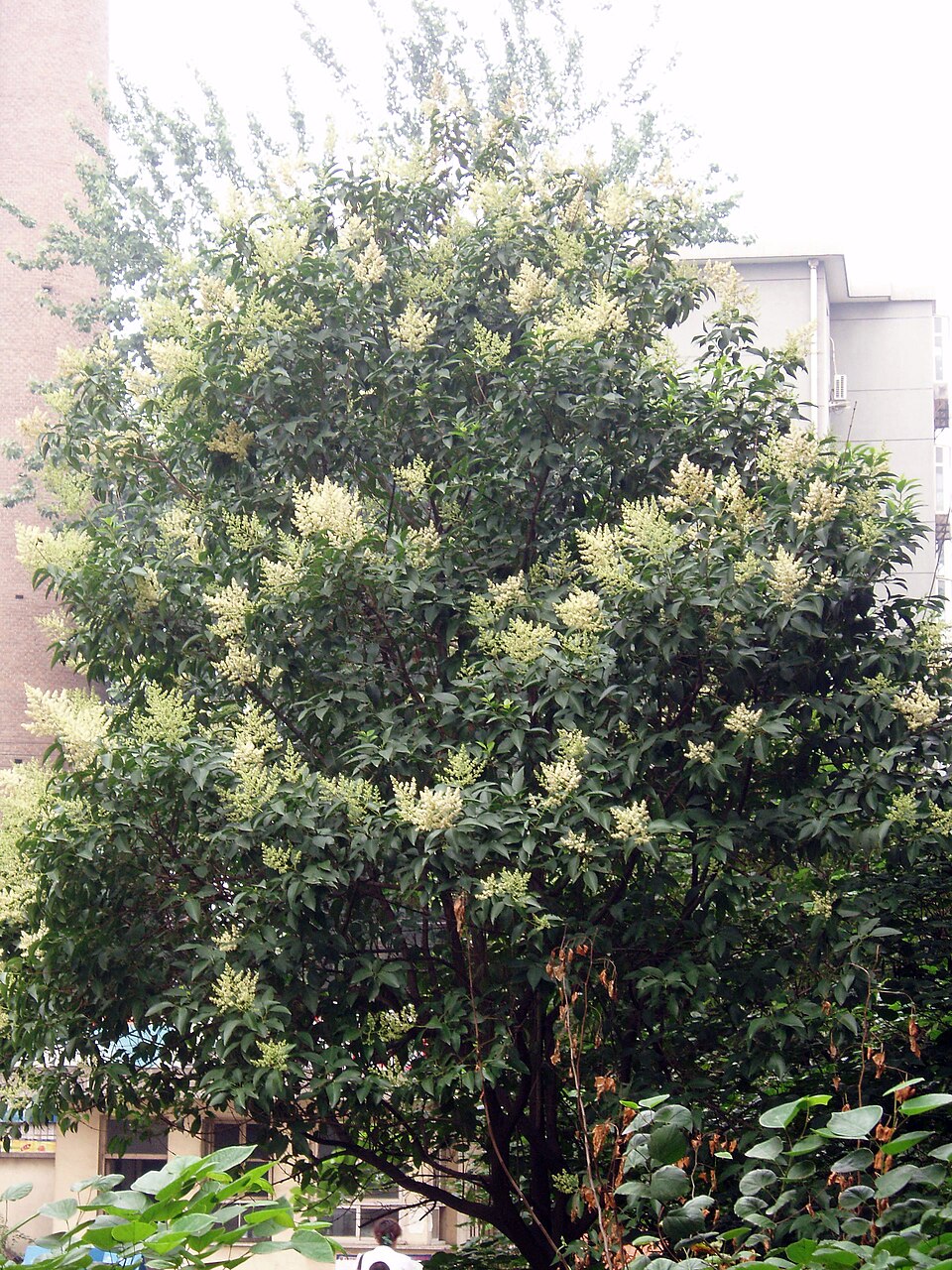 Ligustrum lucidum (tree privet)