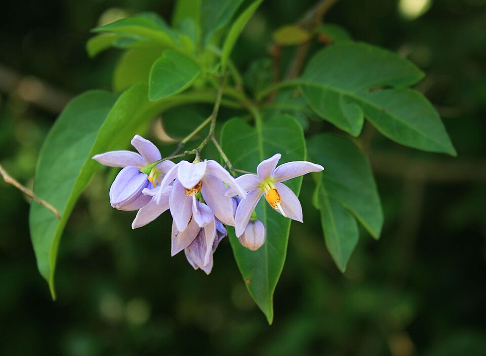 Solanum seaforthianum (Brazilian Nightshade) (alternate view 9)