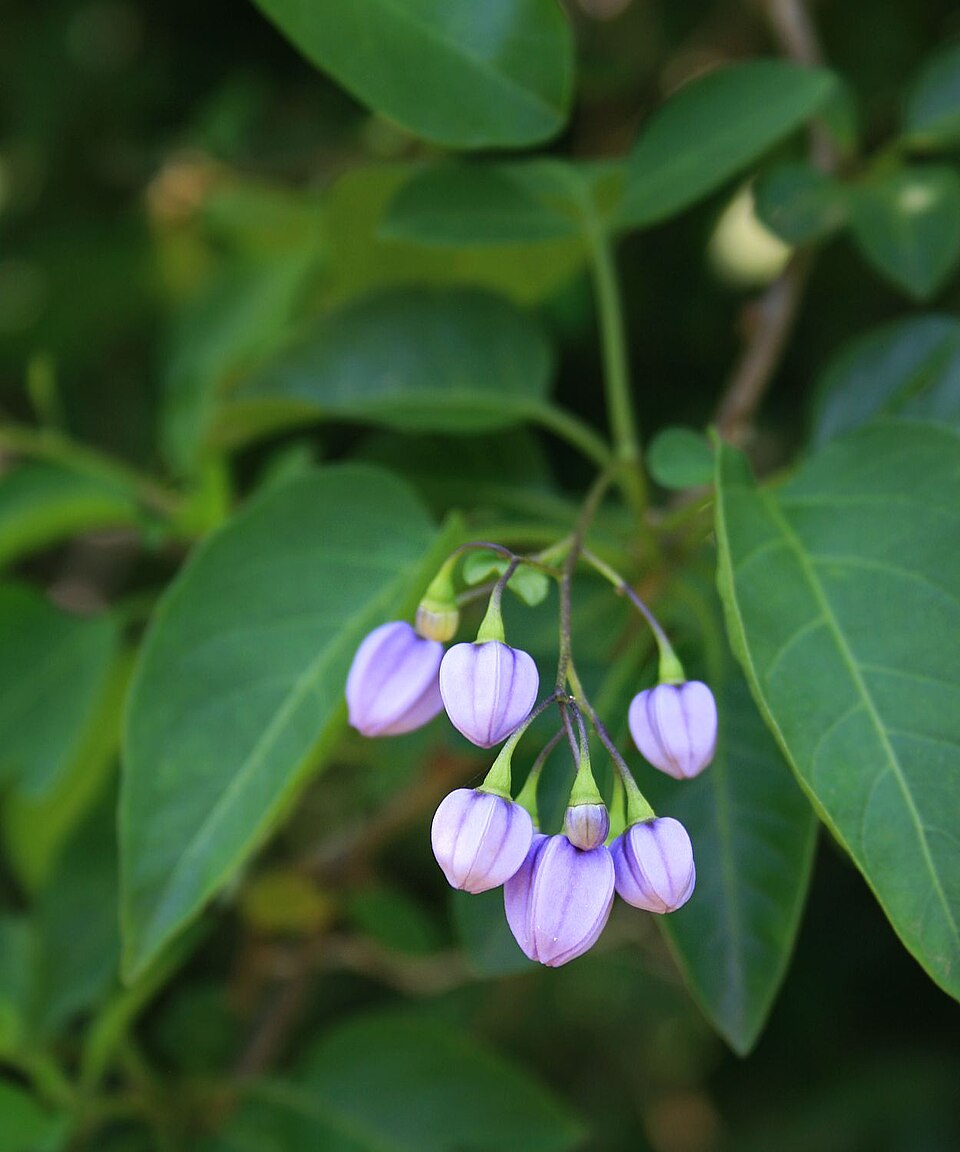 Solanum seaforthianum (Brazilian Nightshade) (alternate view 10)