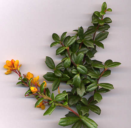 Berberis darwinii (Darwin's barberry) (alternate view 6)