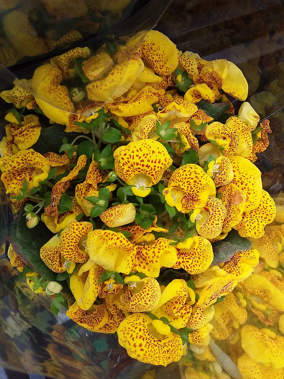 Calceolaria (Slipper flowers) (alternate view 4)