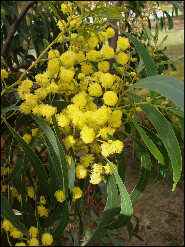 Acacia pycnantha (Golden Wattle) (alternate view 2)