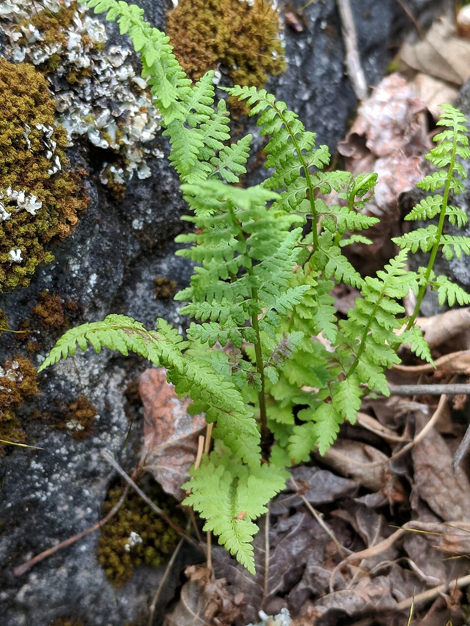 Cystopteris (fragile ferns) (alternate view 4)