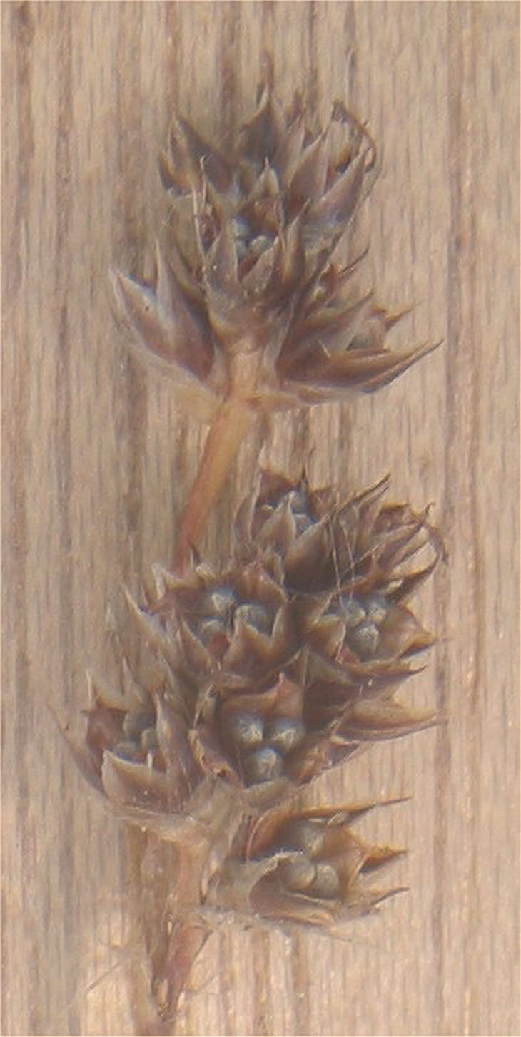Luzula campestris (Field woodrush)