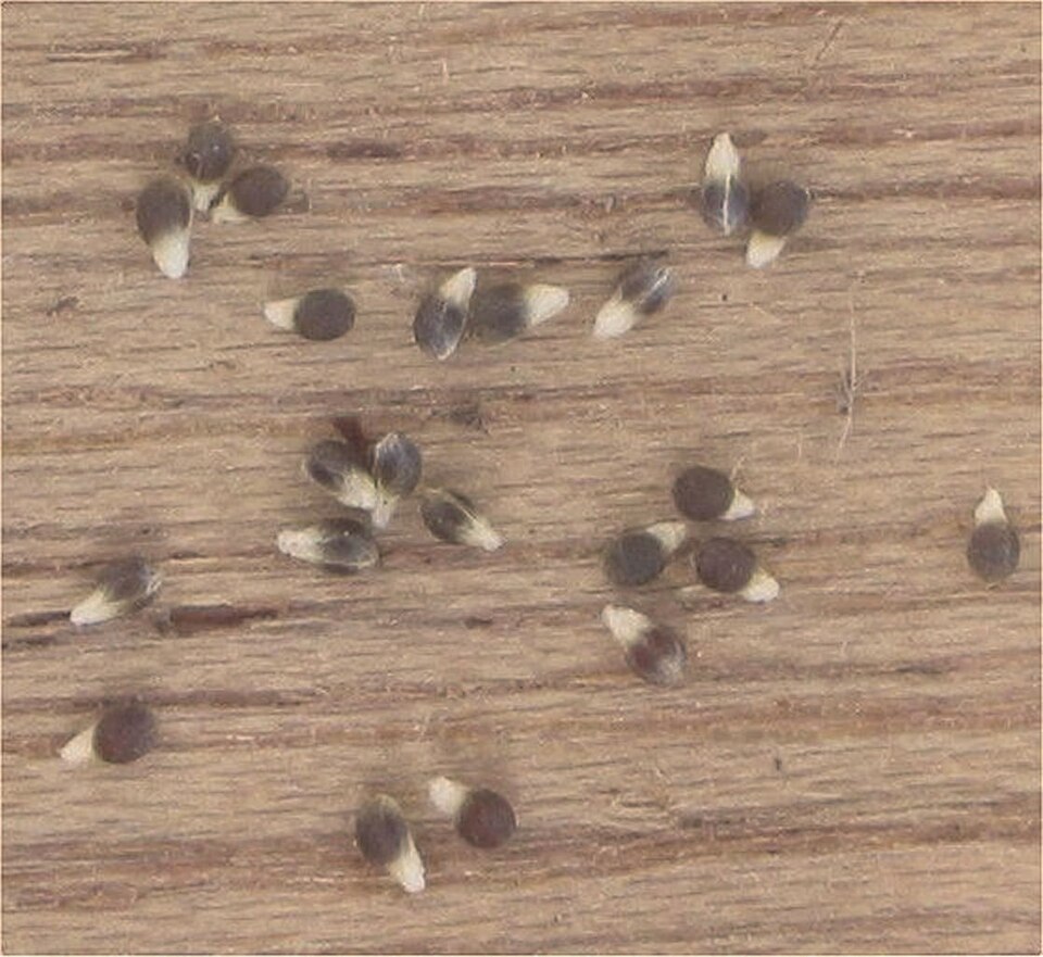 Luzula campestris (Field woodrush)