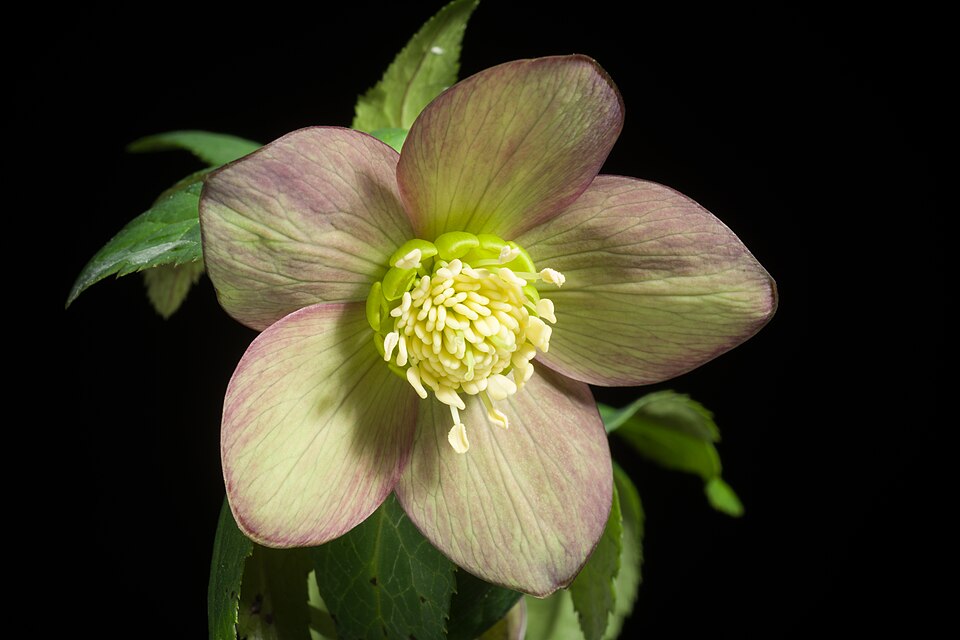 Helleborus atrorubens (dark red hellebore) (alternate view 6)