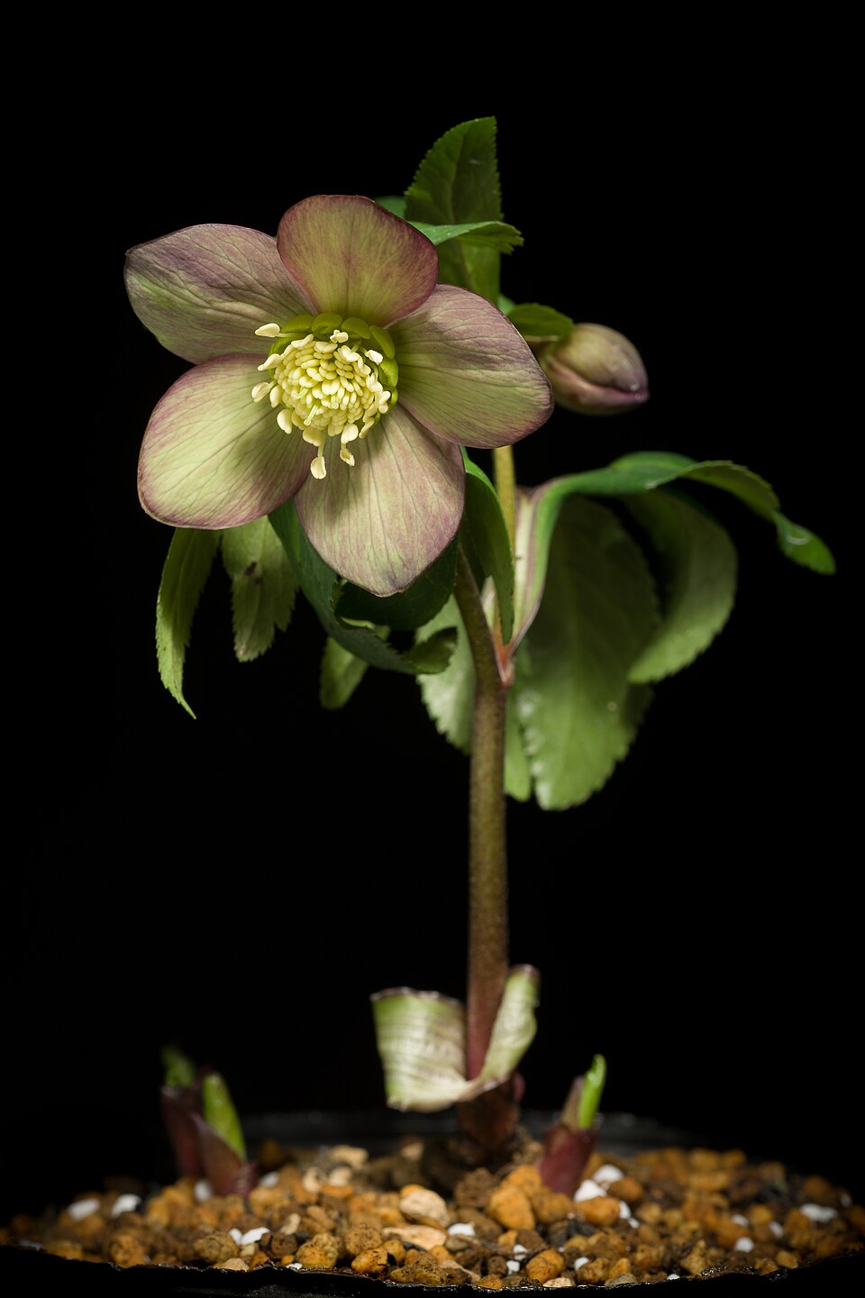 Helleborus atrorubens (dark red hellebore) (alternate view 7)