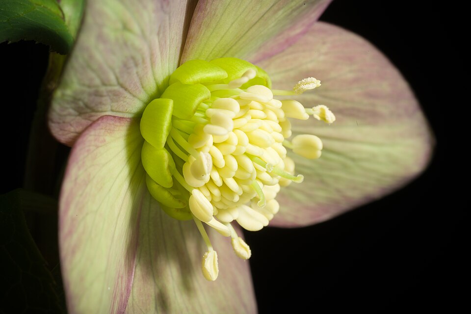 Helleborus atrorubens (dark red hellebore) (alternate view 8)