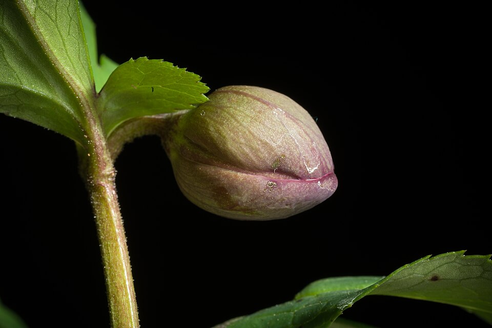Helleborus atrorubens (dark red hellebore) (alternate view 9)