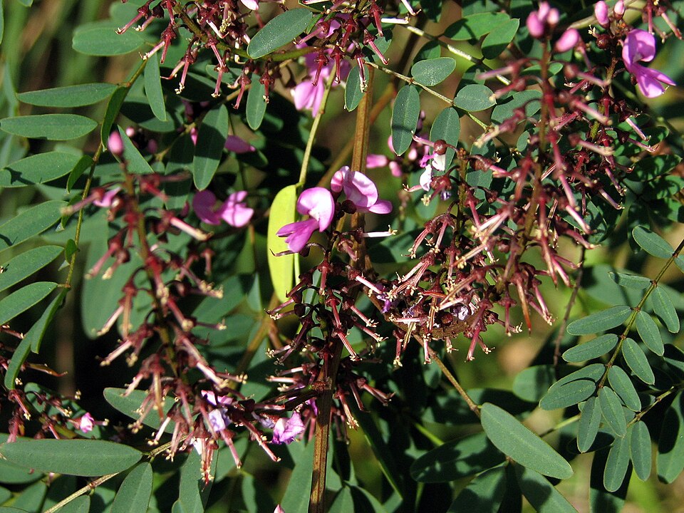Indigofera australis (Australian Indigo) (alternate view 4)