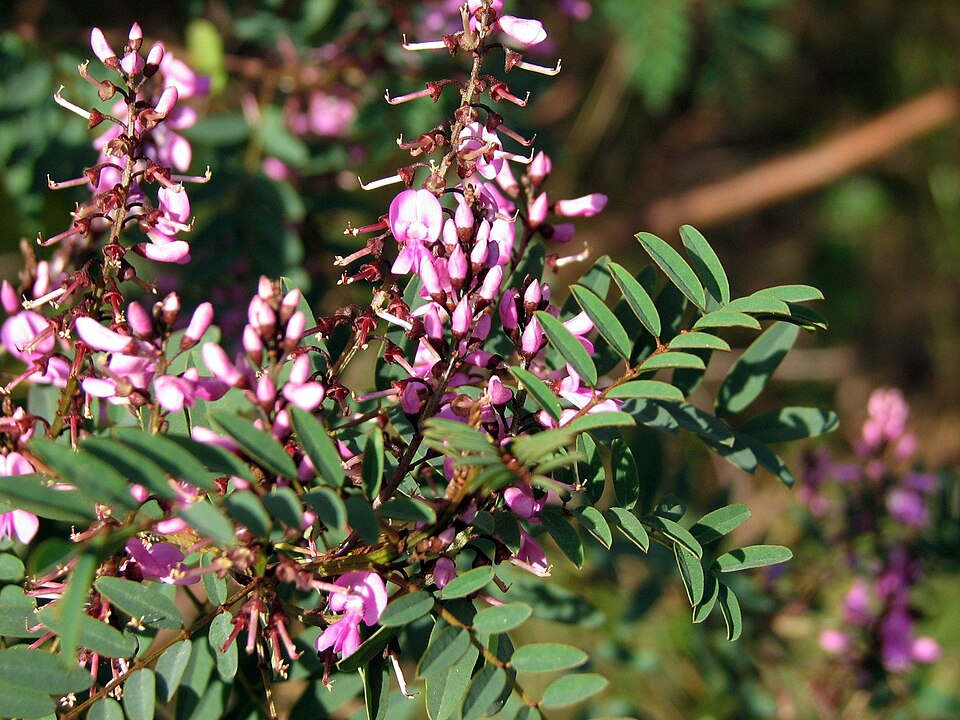 Indigofera australis (Australian Indigo) (alternate view 5)