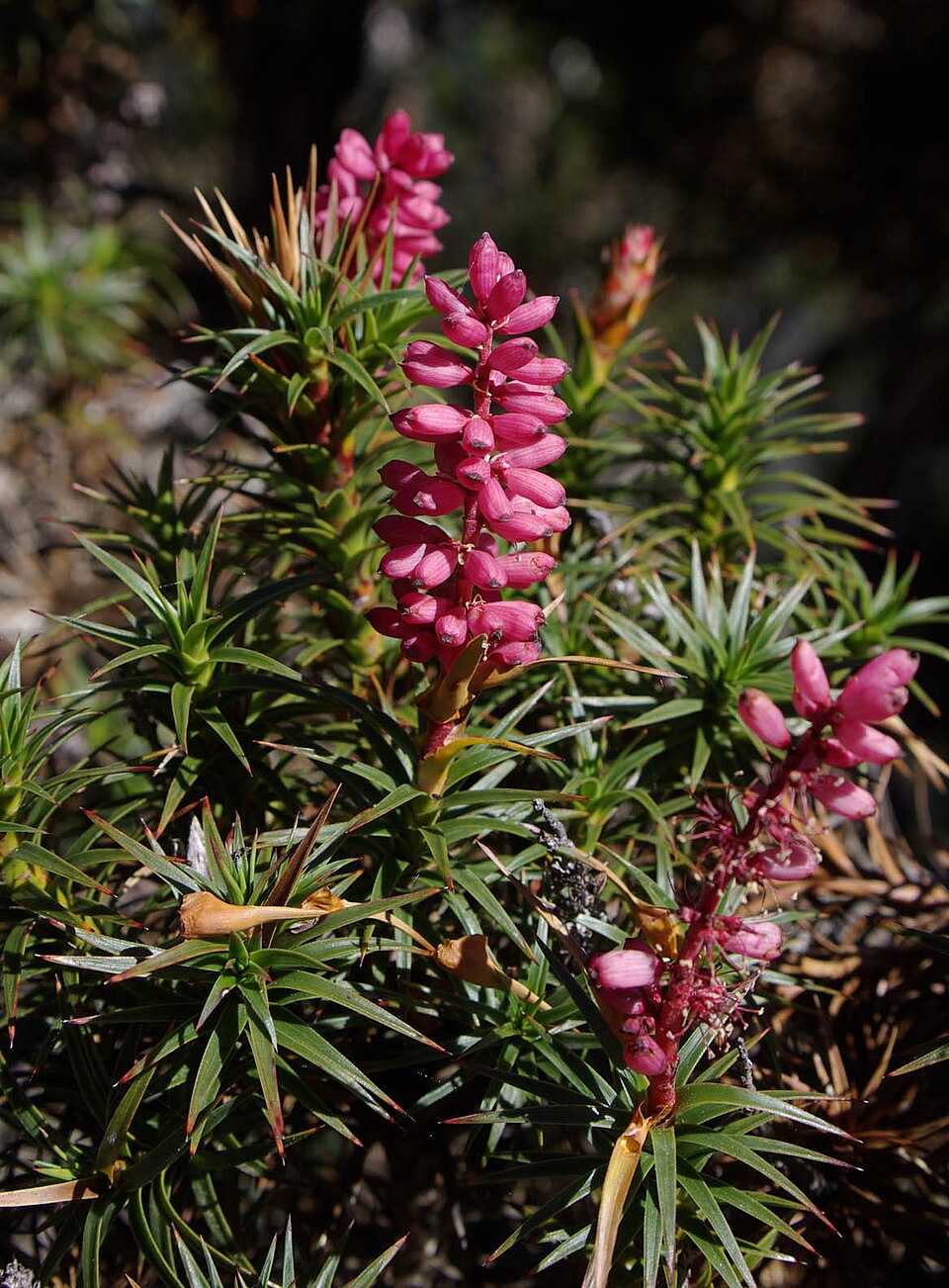 Richea scoparia (scoparia)