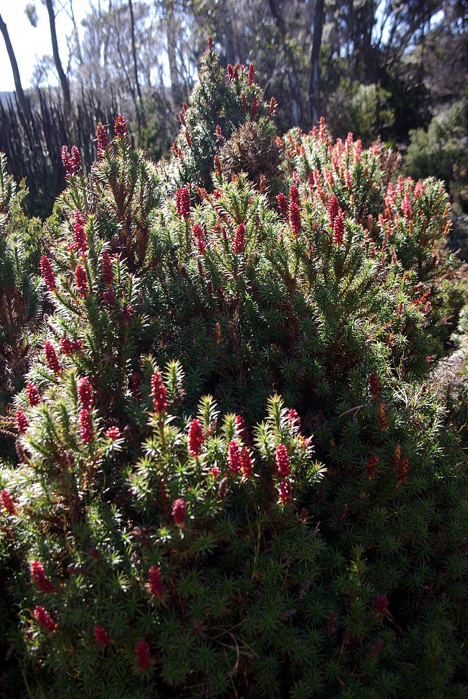 Richea scoparia (scoparia) (alternate view 2)
