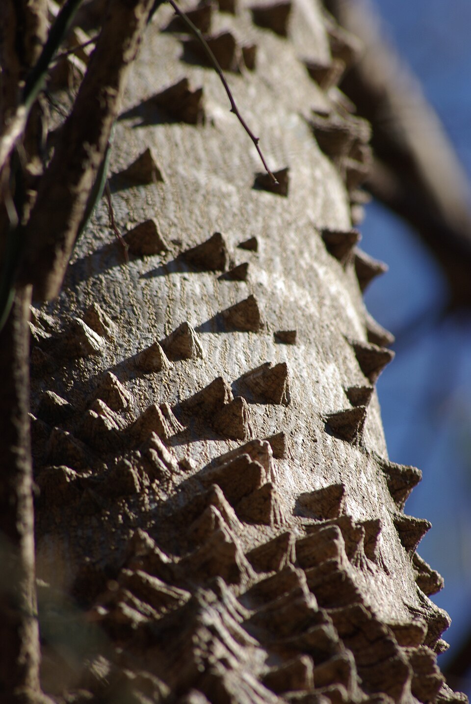 Zanthoxylum clava-herculis (Hercules' club) (alternate view 9)
