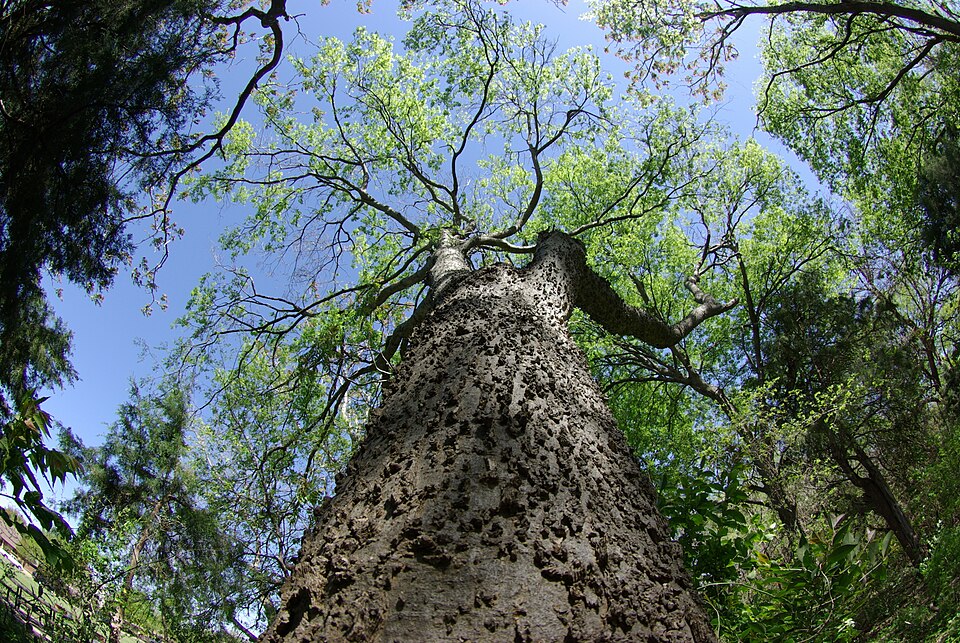 Celtis laevigata (sugar hackberry)