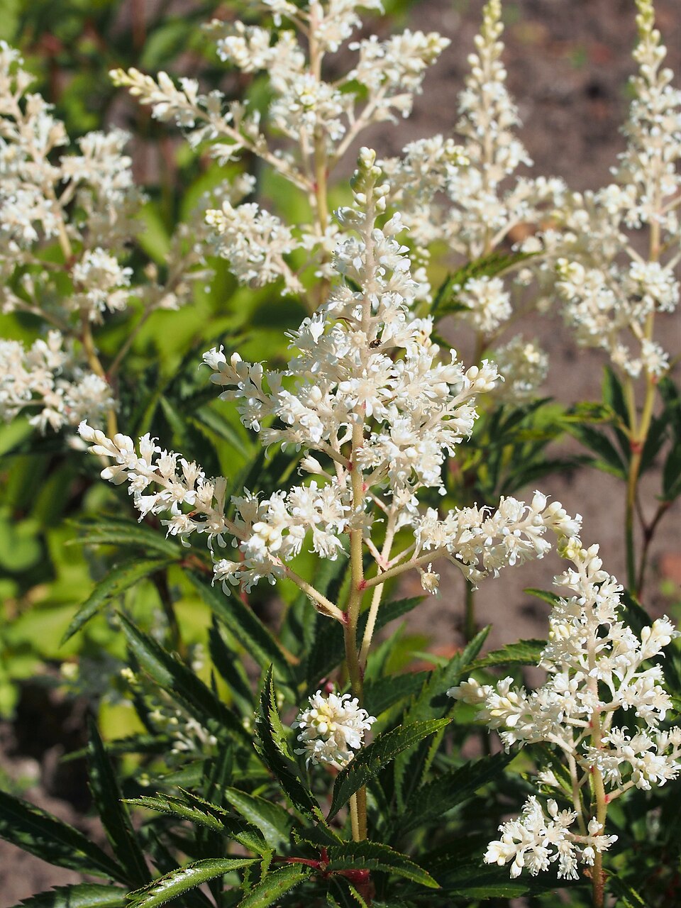 Astilbe chinensis 'Vision in White' (Vision in White Chinese Astilbe)