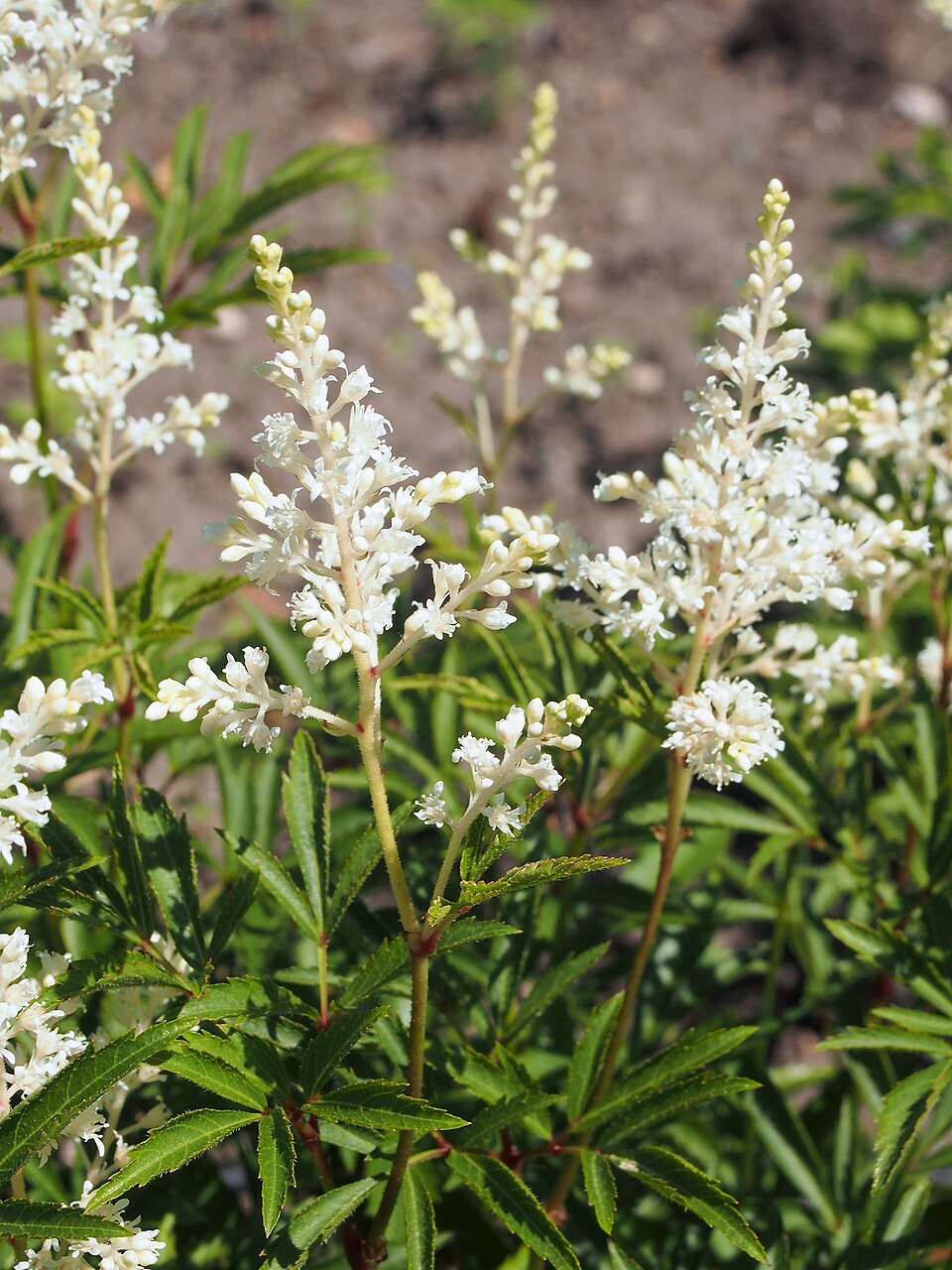 Astilbe chinensis 'Vision in White' (Vision in White Chinese Astilbe) (alternate view 2)