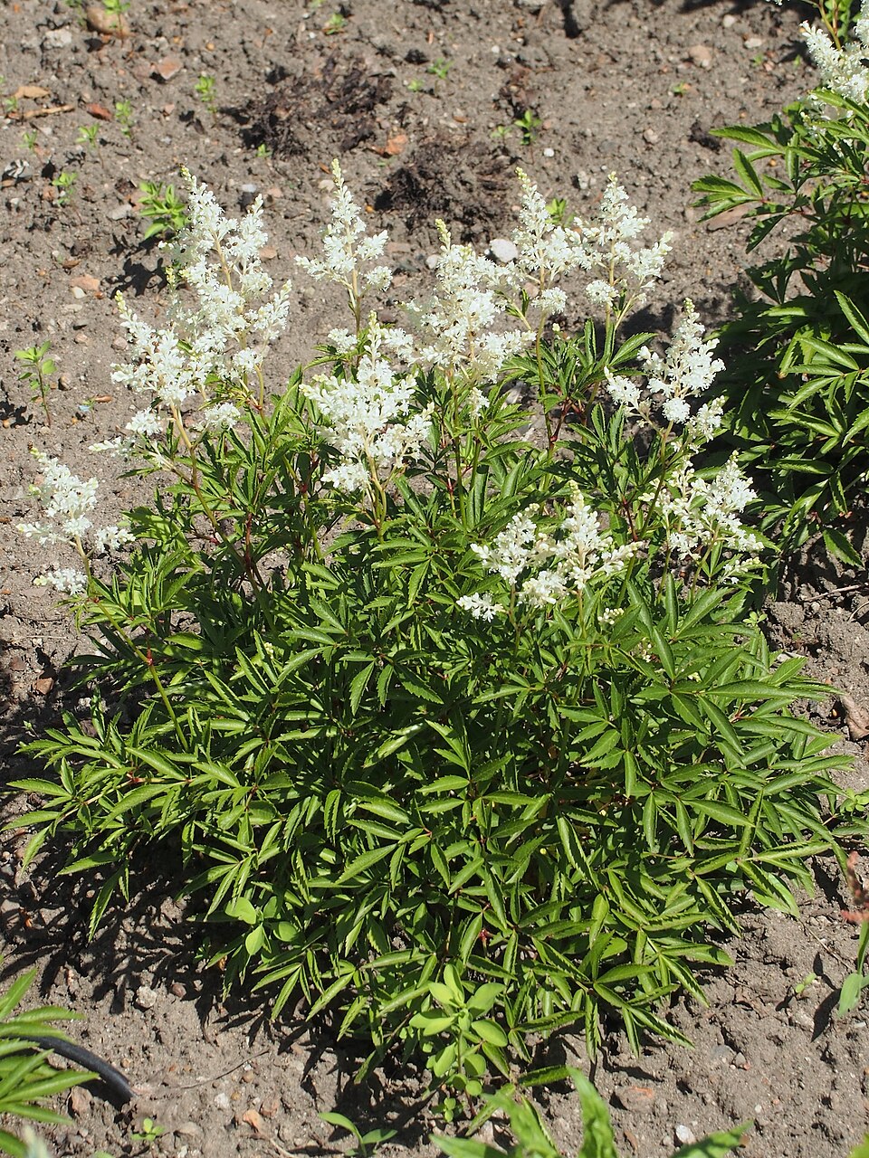 Astilbe chinensis 'Vision in White' (Vision in White Chinese Astilbe) (alternate view 3)