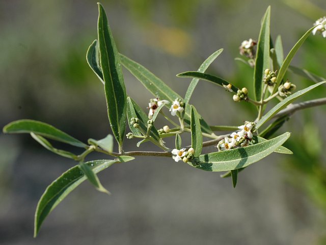 Avicennia germinans (black mangrove) (alternate view 7)