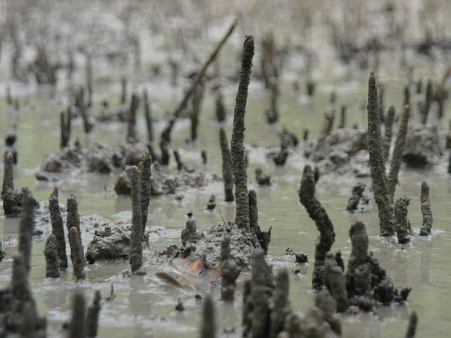 Avicennia germinans (black mangrove) (alternate view 8)