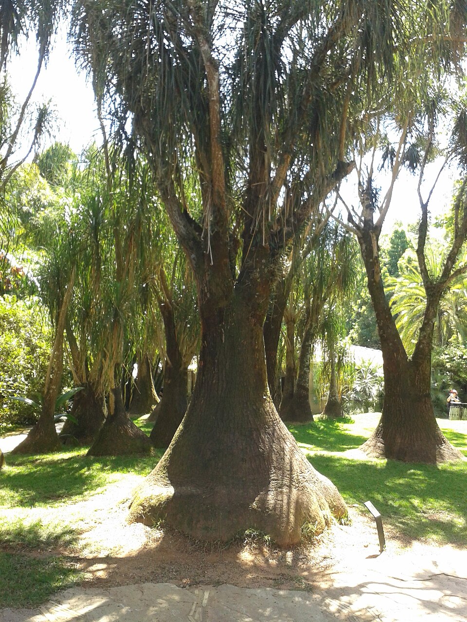Beaucarnea (alternate view 6)