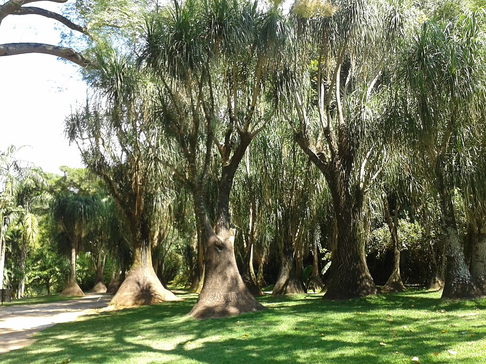 Beaucarnea (alternate view 7)