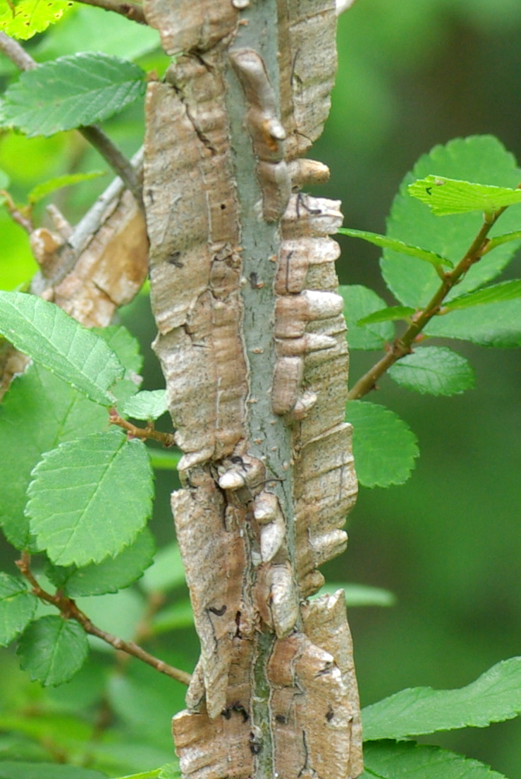Ulmus alata (Winged Elm) (alternate view 6)