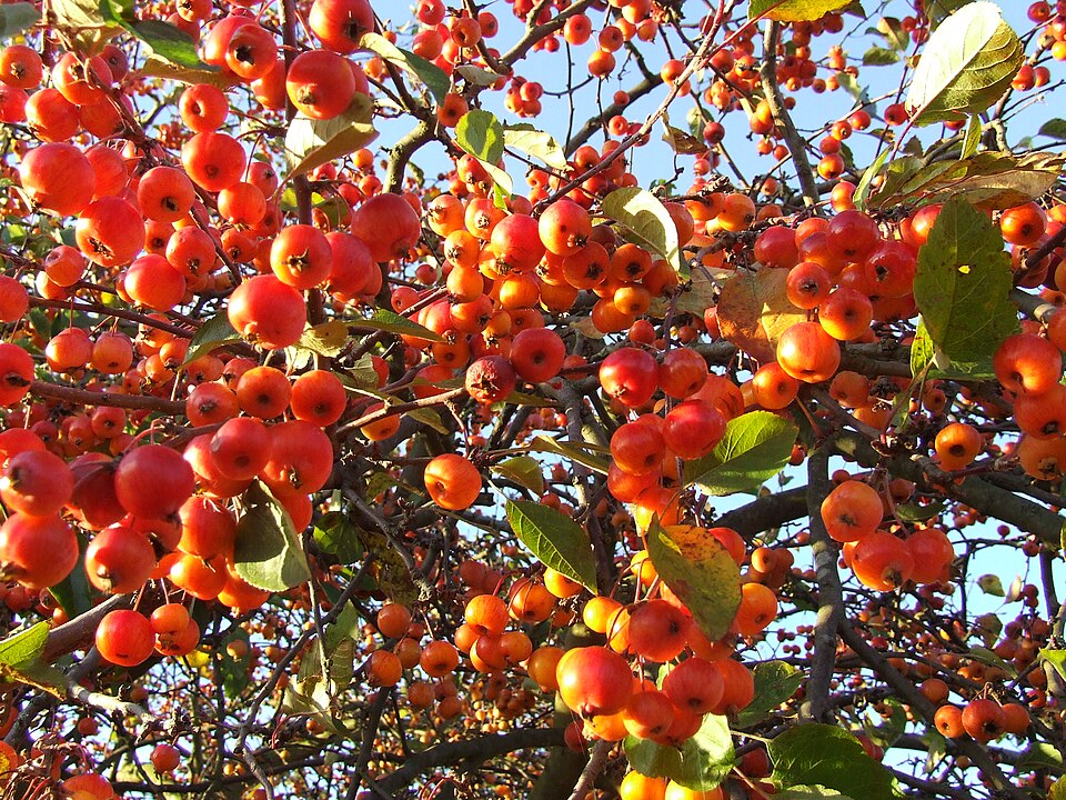 Malus 'Evereste' (Evereste Crabapple) (alternate view 3)