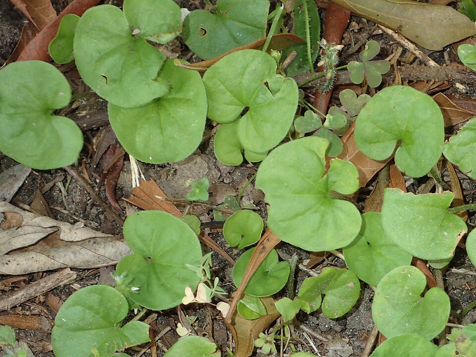 Dichondra (ponysfoots)