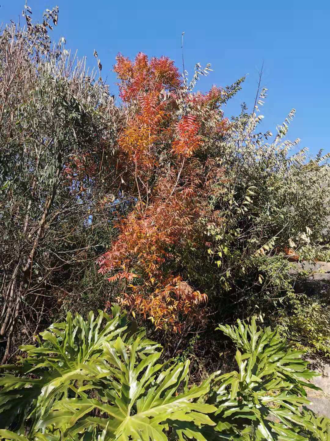 Mahonia fortunei, Chinese mahonia — upright evergreen (Berberidaceae) (image 7 of 8)