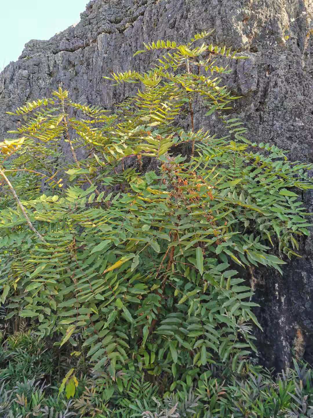 Mahonia fortunei, Chinese mahonia — upright evergreen (Berberidaceae) (image 8 of 8)