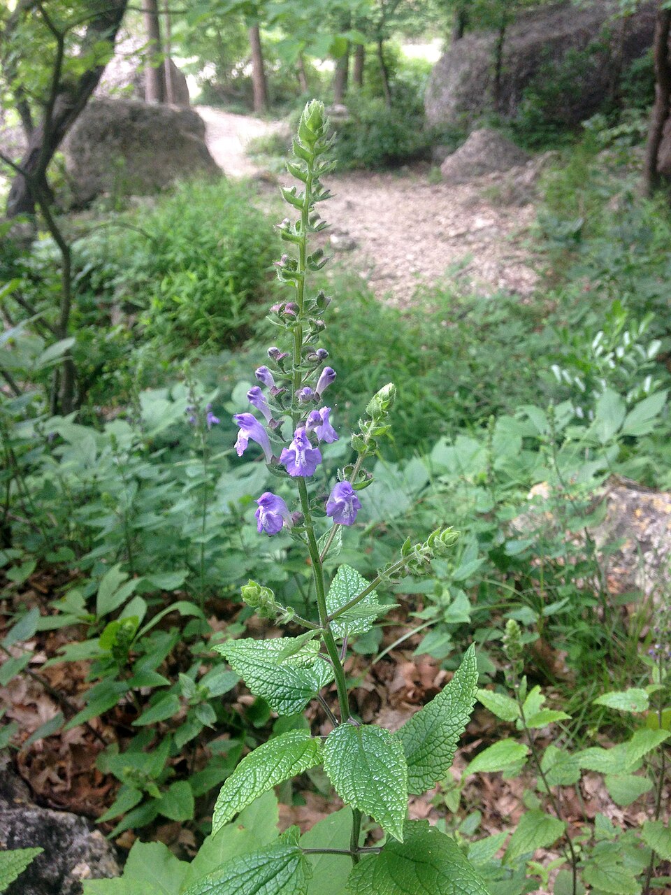 Scutellaria ovata (Heart-leaved Skullcap) (alternate view 8)