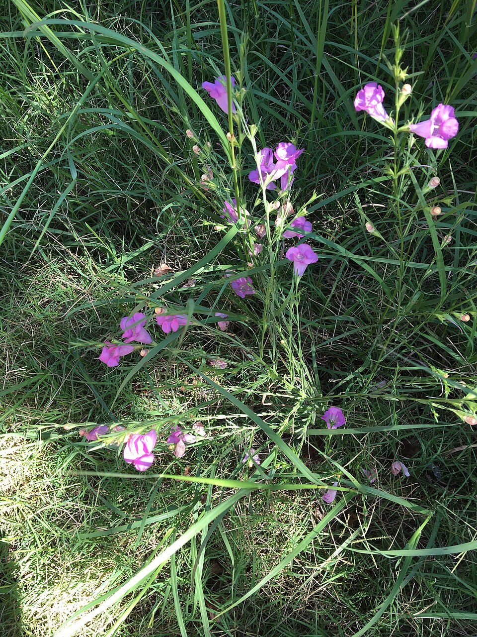 Agalinis heterophylla (Prairie False Foxglove) (alternate view 6)