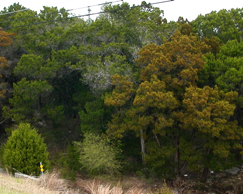 Juniperus ashei (Ashe juniper) (alternate view 2)