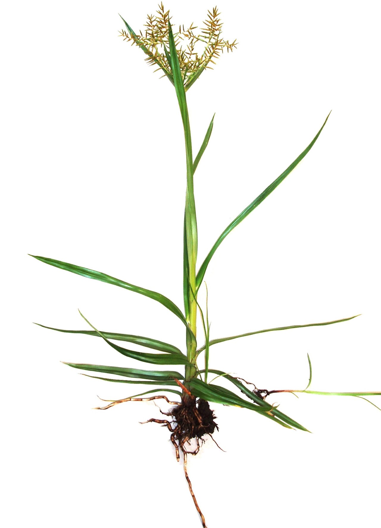 Cyperus esculentus (yellow nutsedge)