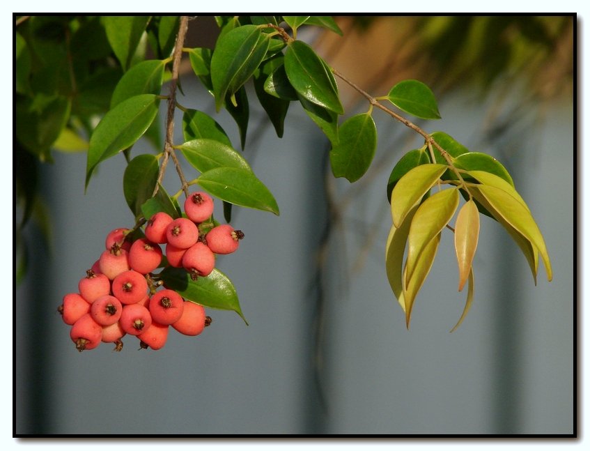 Syzygium luehmannii, Riberry — upright evergreen (Myrtaceae) (image 2 of 10)