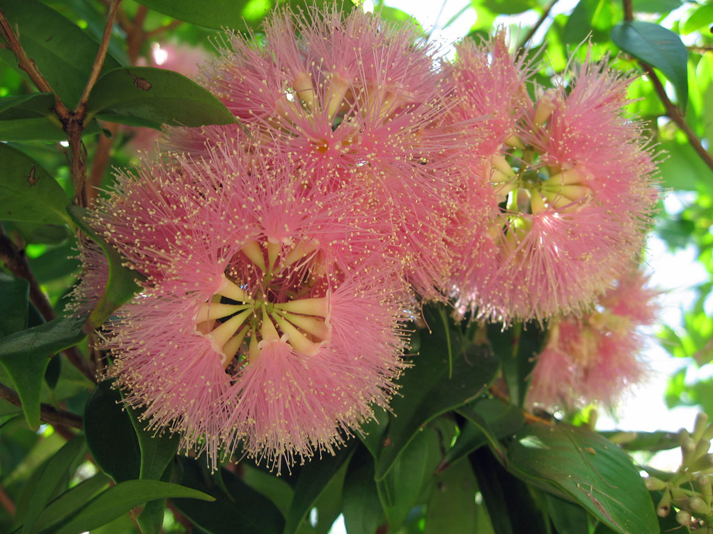 Syzygium luehmannii, Riberry — upright evergreen (Myrtaceae) (image 3 of 10)