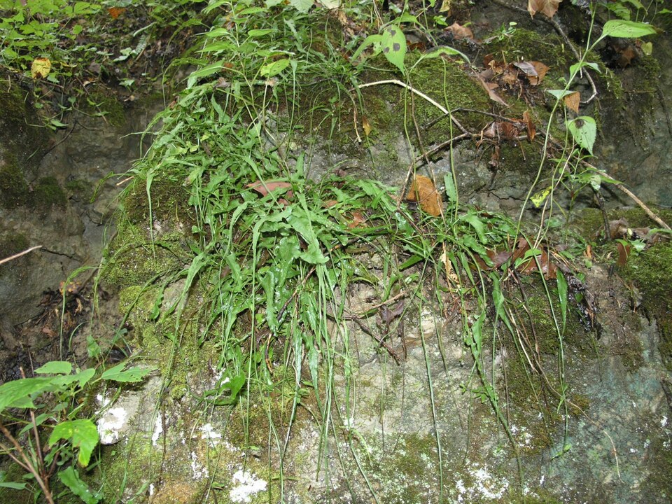 Asplenium rhizophyllum (walking fern) (alternate view 6)