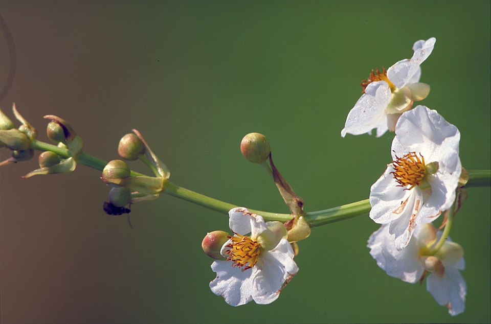 Sagittaria lancifolia (lanceleaf arrowhead) (alternate view 6)