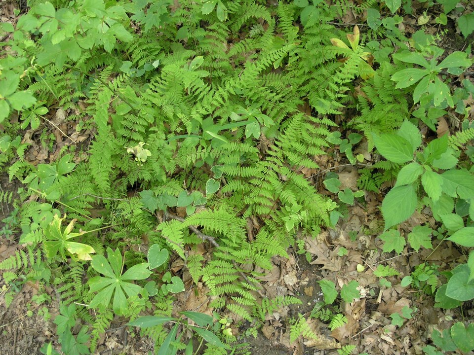 Cystopteris bulbifera (bulblet fern) (alternate view 7)