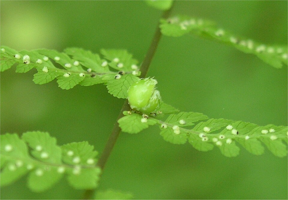 Cystopteris bulbifera (bulblet fern) (alternate view 8)